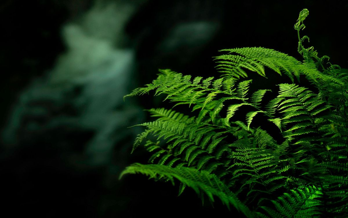 philosopy_green_3